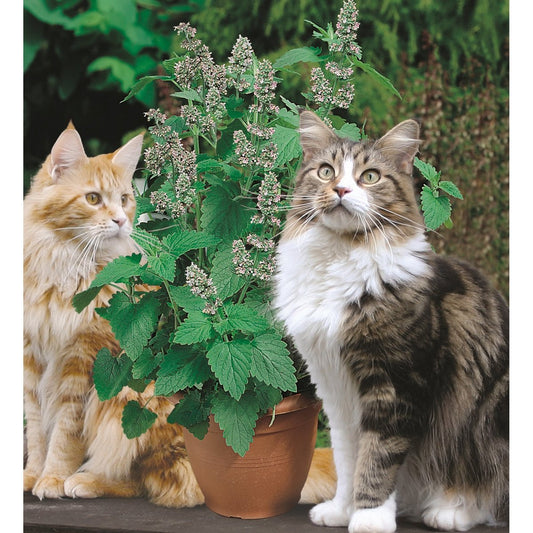 Mr Fothergill's Cat Nip Seed Raiser Kit - 160mm - Mini Greenhouse - All-in-One – view 2 - Auzzistore