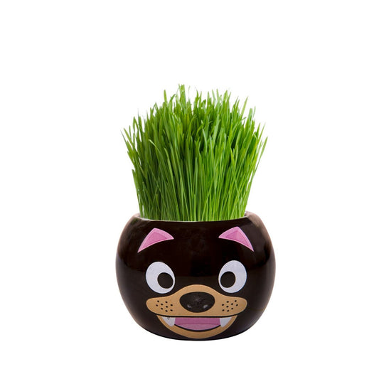 Mr Fothergill Grass Hair Kit - 60mm - Ryegrass - Fun Kids Activity – view 2