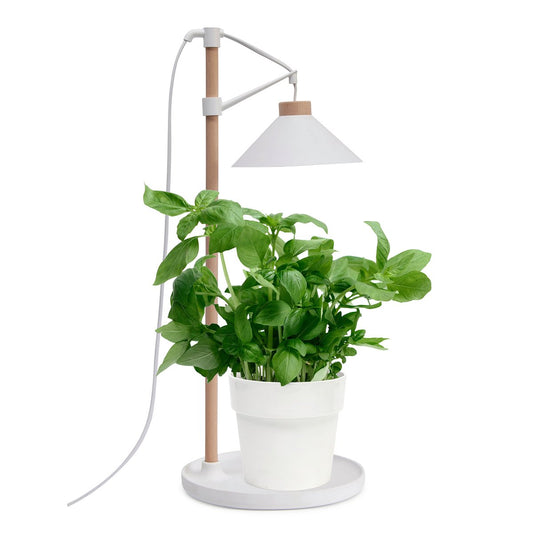 Home Grown Grow Table Lamp - 40cm - Beech Wood - Full Spectrum Light – view 2 - Auzzistore