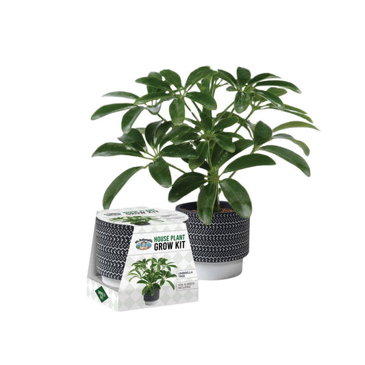 Mr Fothergill House Plant Grow Kit - Umbrella Tree - 100mm Terracotta Pot - Indoor Gardening – view 2 - Auzzistore