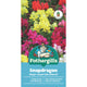 Mr Fothergill Snapdragon Magic Carpet Flower Seeds 75mm Dwarf Hardy