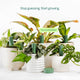 Willow Smart Indoor Plant Sensor Urban Jungle Pack - 5 Sensors & Hub - 355mm x 40mm x 197mm - Monitors Soil Moisture, Light, Temperature, Humidity