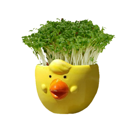 Mr Fothergill Cress Chick Grow Kit - Assorted Colours - 1 Ceramic Pot - 6 x 6 x 4.5 cm – view 2 - Auzzistore