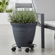 Eden Pot Plant Trolley - 35cm - Metal - Heavy Duty with Brake