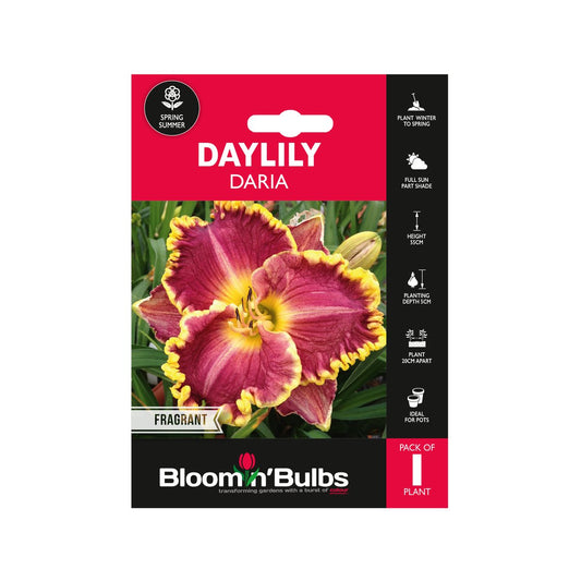 Bloomin Bulbs Daylily Daria 1 Pack - 193mm x 130mm x 60mm - Violet Magenta - Auzzistore