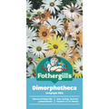 Mr Fothergill Dimorphotheca Limpopo Mixed Seeds 45cm Drought Tolerant