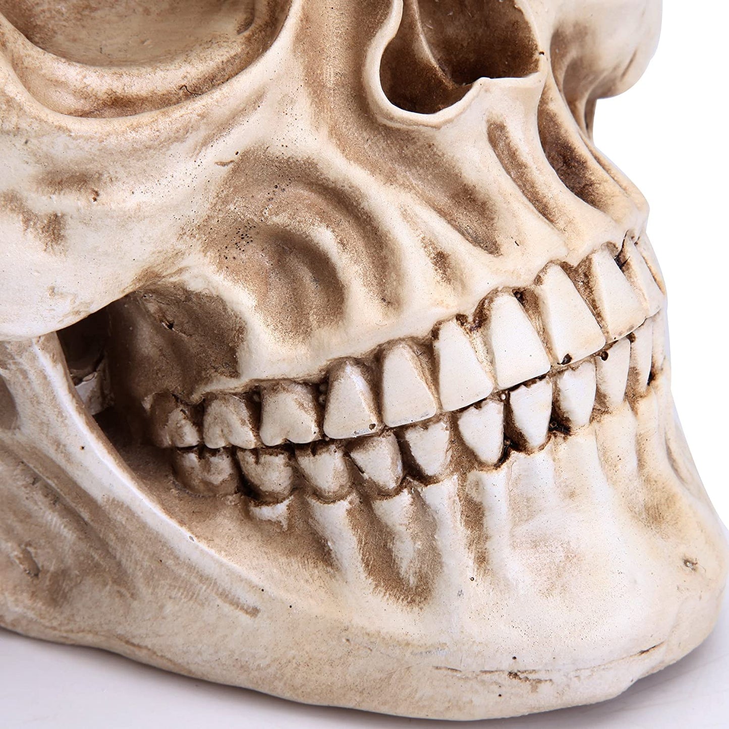 1:1 Replica Realistic Human Adult Skull Head Bone Model | Auzzi Store