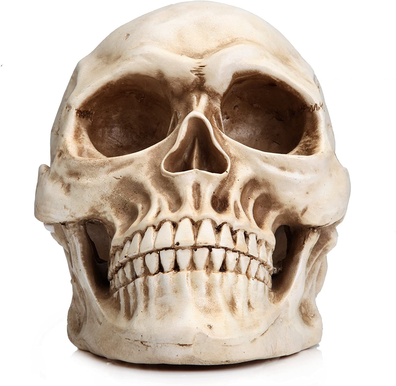 1:1 Replica Realistic Human Adult Skull Head Bone Model | Auzzi Store