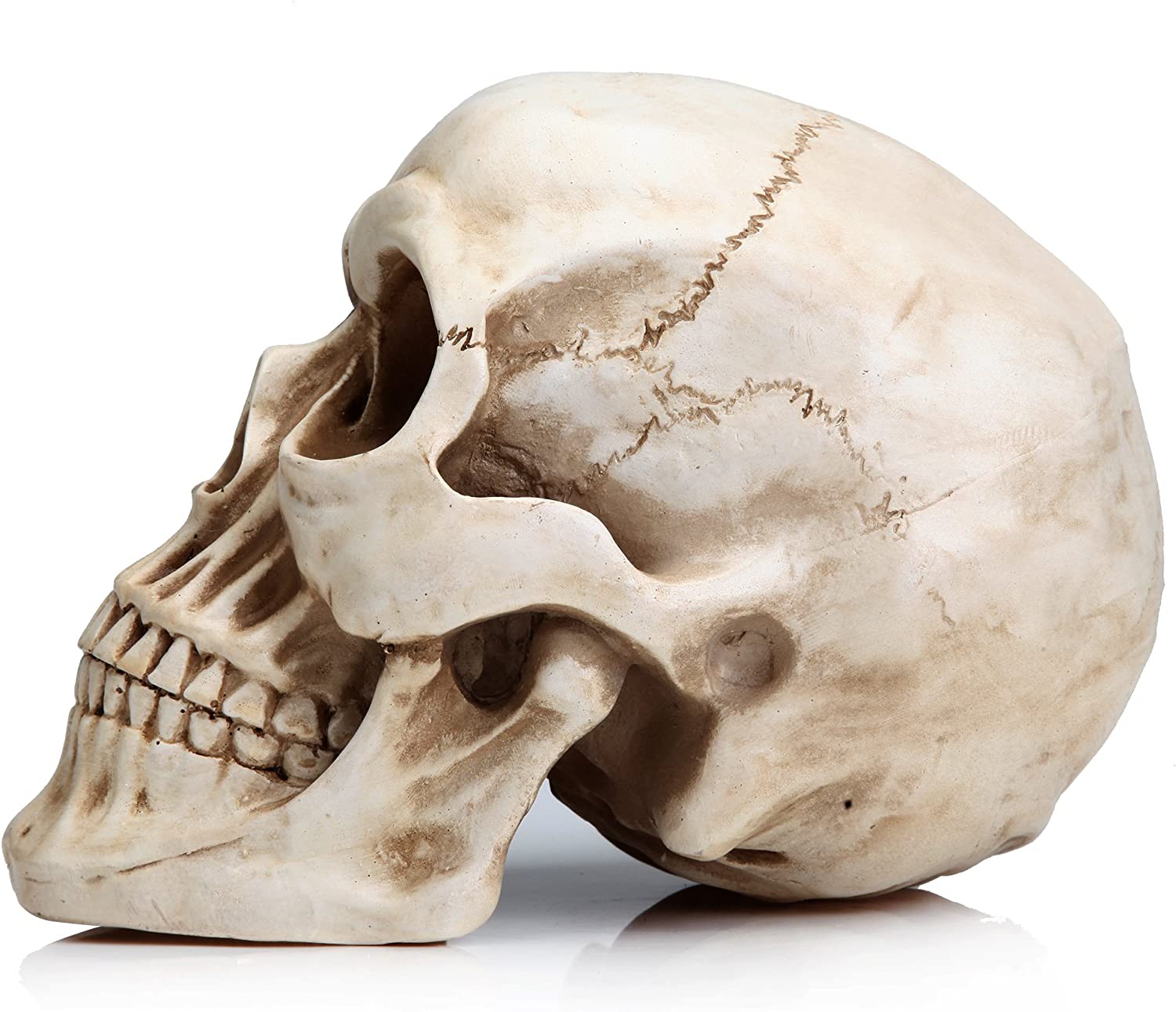 1:1 Replica Realistic Human Adult Skull Head Bone Model | Auzzi Store