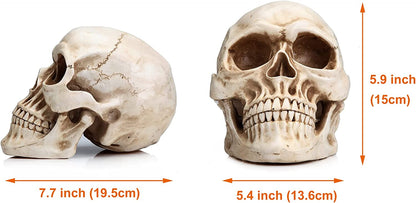 1:1 Replica Realistic Human Adult Skull Head Bone Model | Auzzi Store