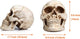 1:1 Replica Realistic Human Adult Skull Head Bone Model | Auzzi Store