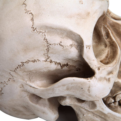 1:1 Replica Realistic Human Adult Skull Head Bone Model | Auzzi Store