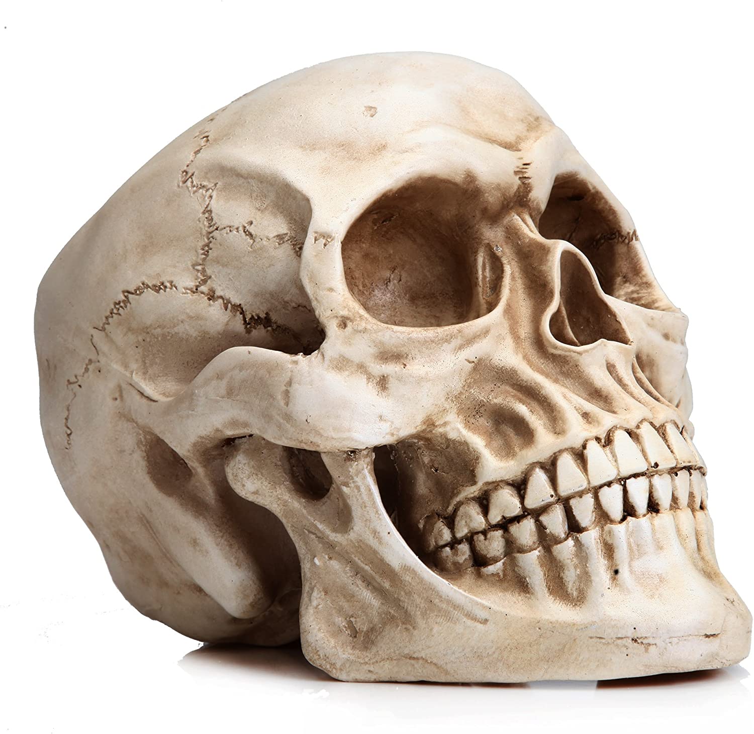 1:1 Replica Realistic Human Adult Skull Head Bone Model | Auzzi Store