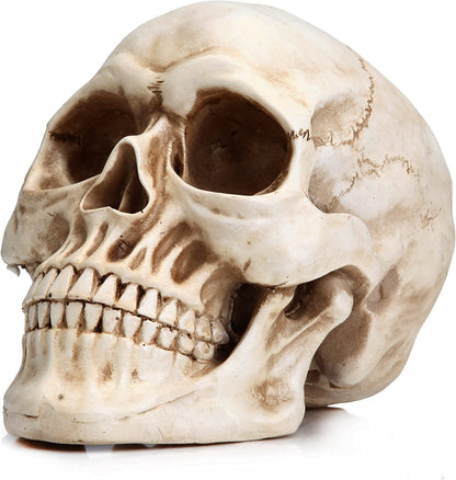 1:1 Replica Realistic Human Adult Skull Head Bone Model | Auzzi Store