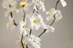 1 Set of 50cm H 20 LED White Frangipani Tree Branch Stem Fairy Light Wedding Event Party Function Table Vase Centrepiece Decoration | Auzzi Store