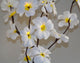 1 Set of 50cm H 20 LED White Frangipani Tree Branch Stem Fairy Light Wedding Event Party Function Table Vase Centrepiece Decoration | Auzzi Store