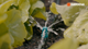Gardena Micro Irrigation Small Area Spray Nozzle 10 Pack - 10-40 cm Radius - Black/Turquoise