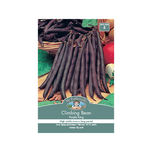 Mr Fothergill Climbing Bean - 240cm - Seed - Purple Variety - Auzzistore