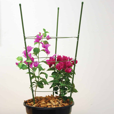 Jack Flower Frame - 750mm Steel - Durable - Green Finish - Support