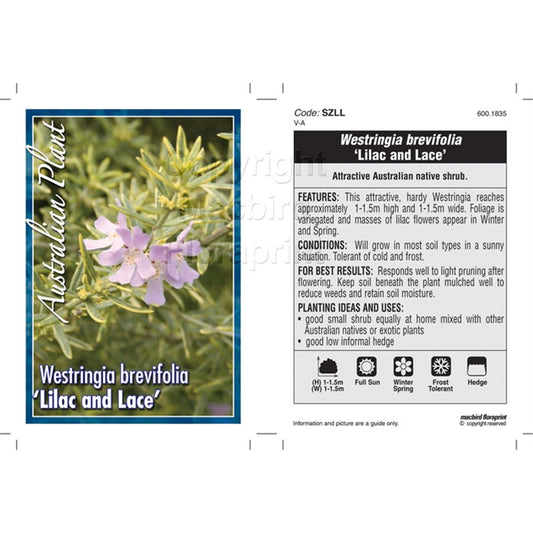 Westringia Lilac and Lace - 150mm - Australian Native - Drought Tolerant - Auzzistore