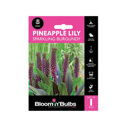 Bloomin Bulbs Pineapple Lily Sparkling Burgundy 1 Pack - 193mm x 130mm - Easy to Grow - Auzzistore