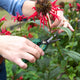 Cyclone Pruner Floral Snips - 80mm Steel Blades - Comfortable Grip