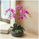 CG Hunter Faux Phalaenopsis Orchid Arrangement Pink 61cm – view 4
