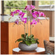CG Hunter Faux Phalaenopsis Orchid Arrangement Pink 61cm – view 5