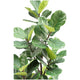 CG Hunter Faux Slim Fig Tree 2M – view 3