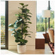 CG Hunter Faux Slim Fig Tree 2M – view 5