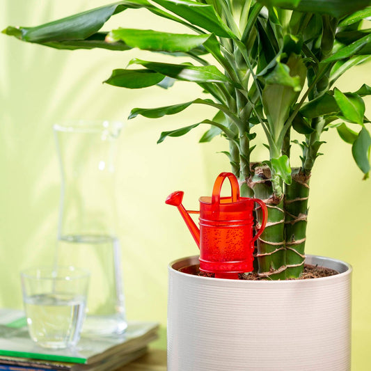Scheurich Self-Watering Accessory - 12.5 x 6.5cm - Red - 4 Days Hydration – view 2 - Auzzistore