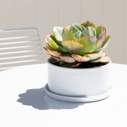 Northcote Pottery 20cm White Ava Succulent Pot with Saucer - 3L – view 2