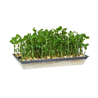 Mr Fothergill Microgreens Growing Tray 150mm Plastic Easy Use