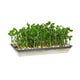 Mr Fothergill Microgreens Growing Tray 150mm Plastic Easy Use