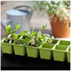 Keter Urban Bloomer 2 Pack