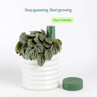 Willow Smart Indoor Plant Sensor Starter Pack - 1 Sensor & Hub - 197mm x 40mm x 164mm - Monitors Soil Moisture, Light, Temperature, Humidity