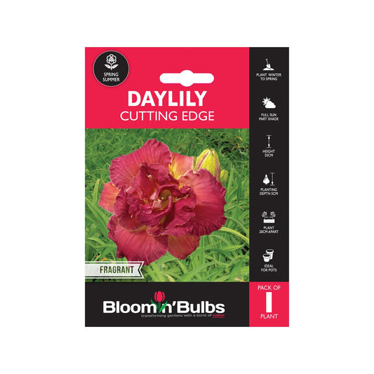 Bloomin Bulbs Summer Red Daylily - 1 Pack - 193mm x 130mm x 60mm - Dark Pink Double Flowers - Easy to Grow - Auzzistore