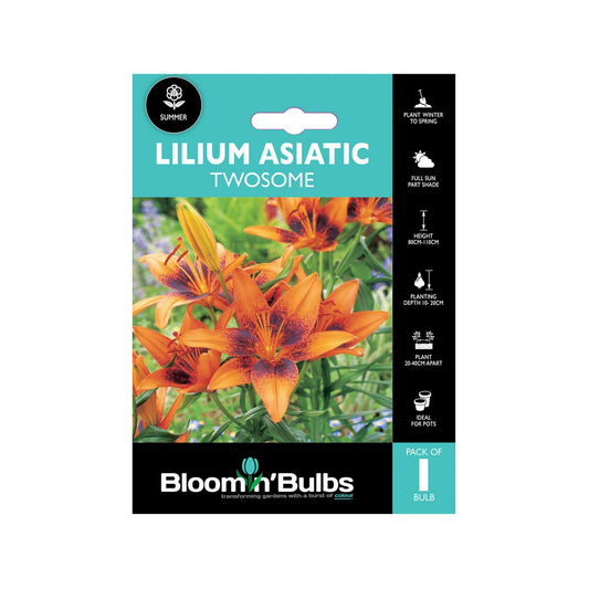 Bloomin Bulbs Lilium Asiatic Twosome 1 Pack - 193mm x 130mm x 60mm - Dark Orange-Red Flowers - Auzzistore