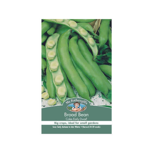 Mr Fothergill Broad Bean Seeds - 20 Weeks - Hardy - High Yield - Auzzistore