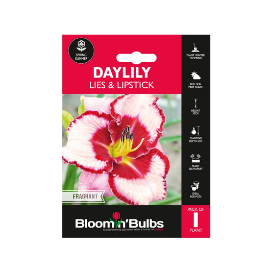 Bloomin Bulbs Daylily Lies N Lipstick 1 Pack - 193mm x 130mm - Pink Flowers - Auzzistore