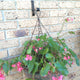 Jack Black Hanging Basket Lock - 30kg Capacity - Brick Hook - Durable