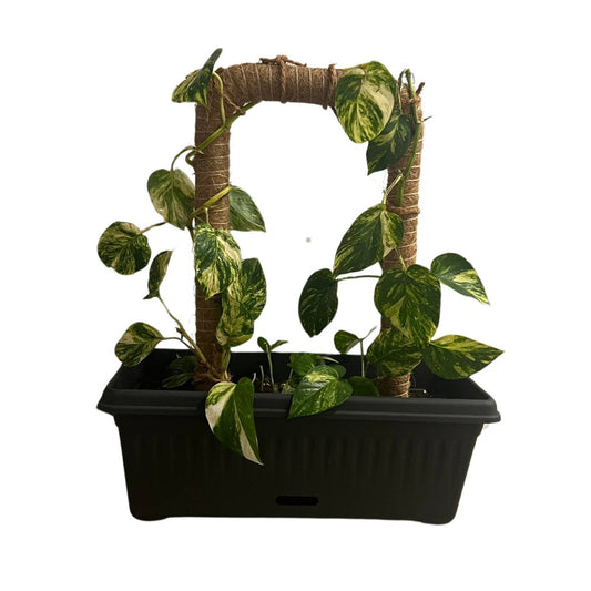 Pillar Natural U Shape Coco Trellis Stake 25 x 50cm - Vertical Plant Support – view 2
