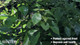 Seasol Plant Soil Booster 4kg - Granular - 227mm x 430mm x 100mm