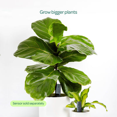 Willow Smart Indoor Large Pot Extension - Charcoal - 20cm to 50cm Depth - Durable