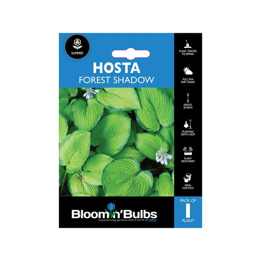 Bloomin Bulbs Hosta Forest Shadows - 1 Pack - 193mm x 130mm x 60mm - Yellow-Green Leaves - Ideal for Shaded Areas - Auzzistore