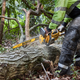 Dewalt 54V Chainsaw Cordless Kit - 45cm - 2.7HP - Brushless Motor - Auto Oil Bar