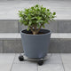Eden Pot Plant Trolley - 25cm - Wire - Safety Locking Brake