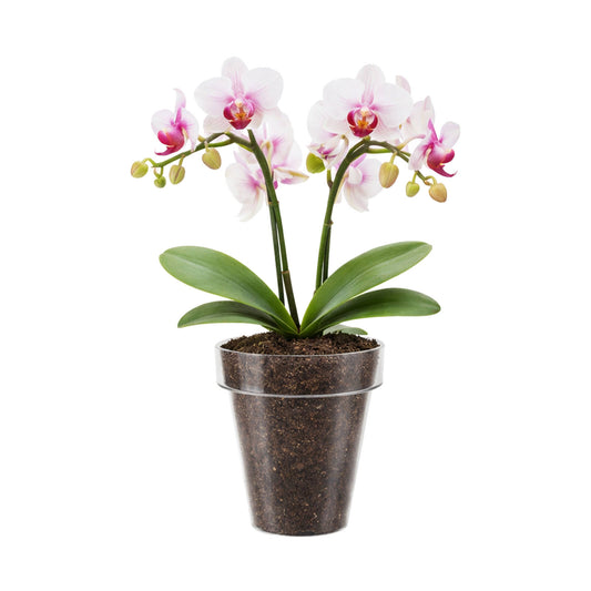 Eden Orchid Planter - 15cm - Polypropylene - Clear Design