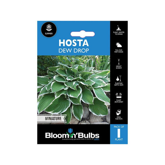 Bloomin Bulbs Hosta Dew Drop - 1 Pack - Compact Hosta Hybrid - 193mm x 130mm x 60mm - Blue-Green Leaves - Shaded Areas - Auzzistore