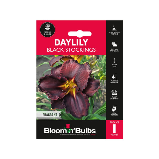 Bloomin Bulbs Summer Daylily 1 Pack - 193mm x 130mm x 60mm - Dark Maroon - Auzzistore